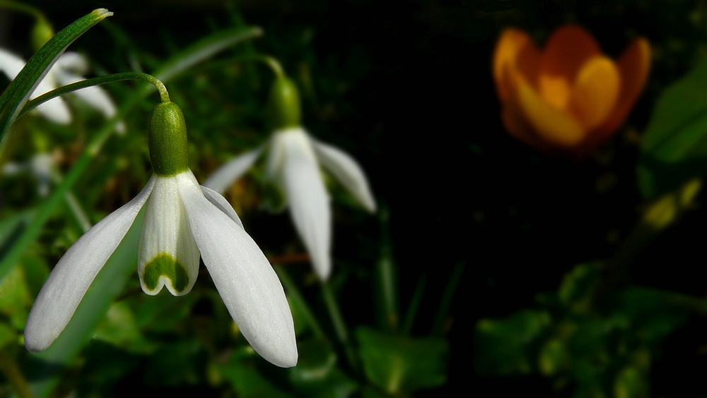 Snowdrops