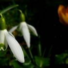 Snowdrops