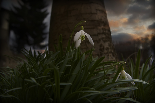 Snowdrops and Storms