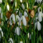 Snowdrops