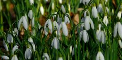 Snowdrops