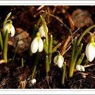 snowdrops