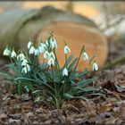 ... snowdrops bloom again