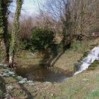 Snowdrops by the water.