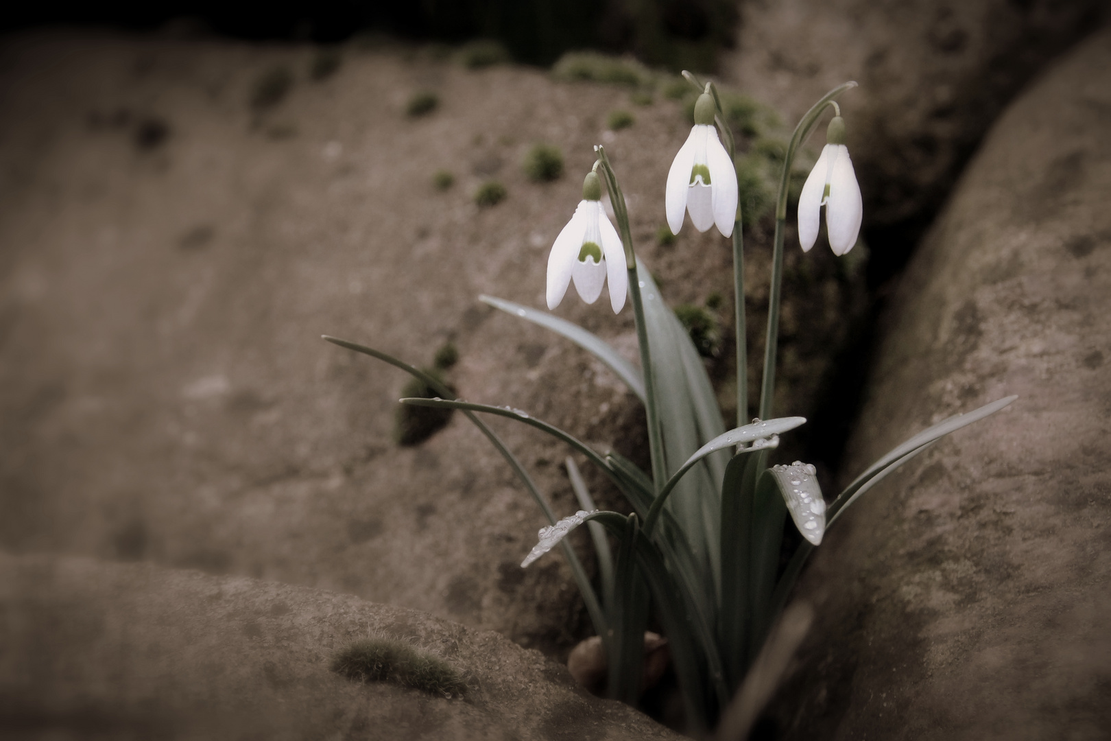 Snowdrops!