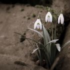 Snowdrops!