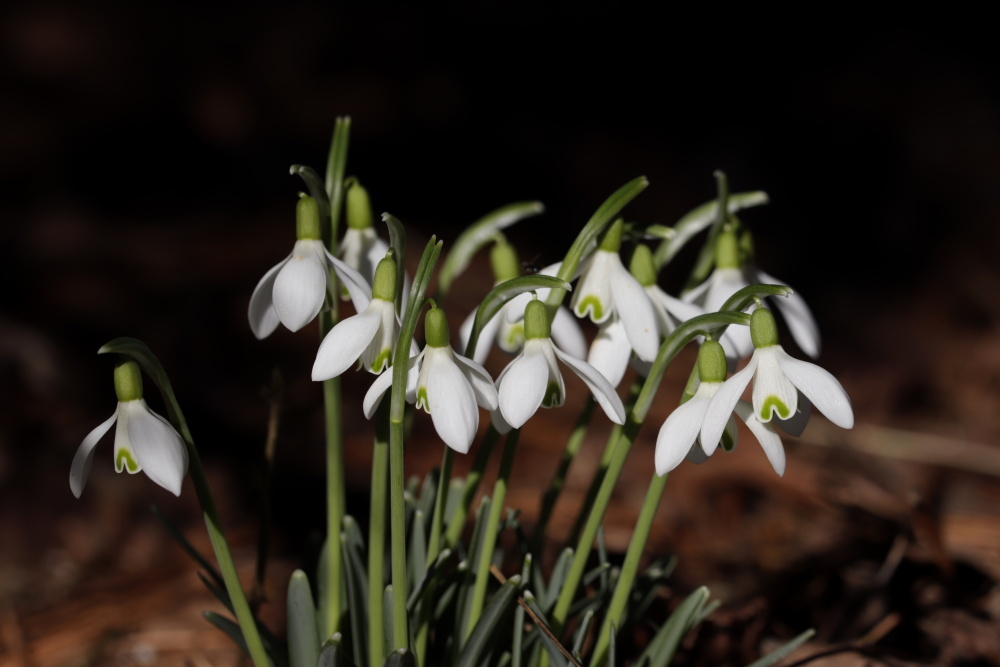 Snowdrops