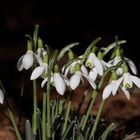 Snowdrops