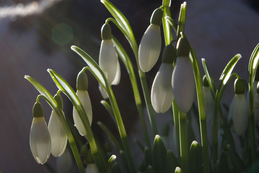 Snowdrops