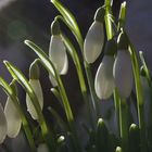 Snowdrops