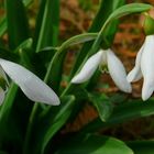 Snowdrops.