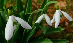 Snowdrops.