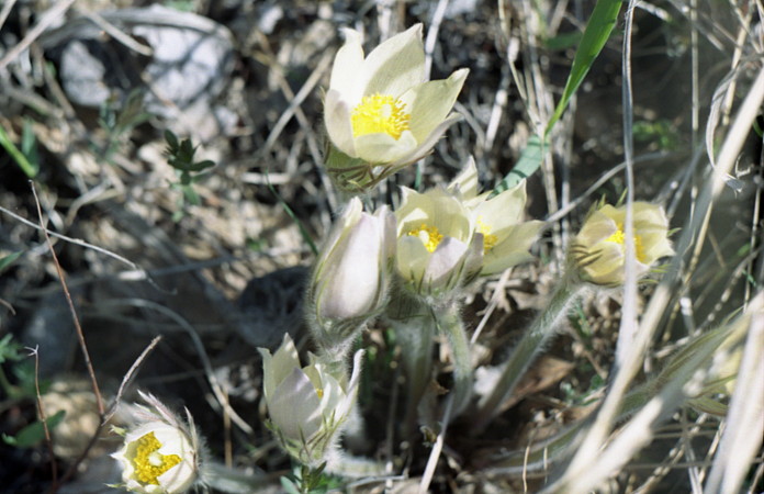 Snowdrops