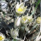 Snowdrops