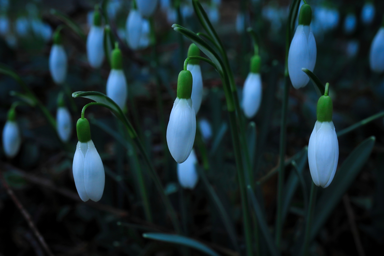 Snowdrops