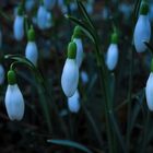 Snowdrops