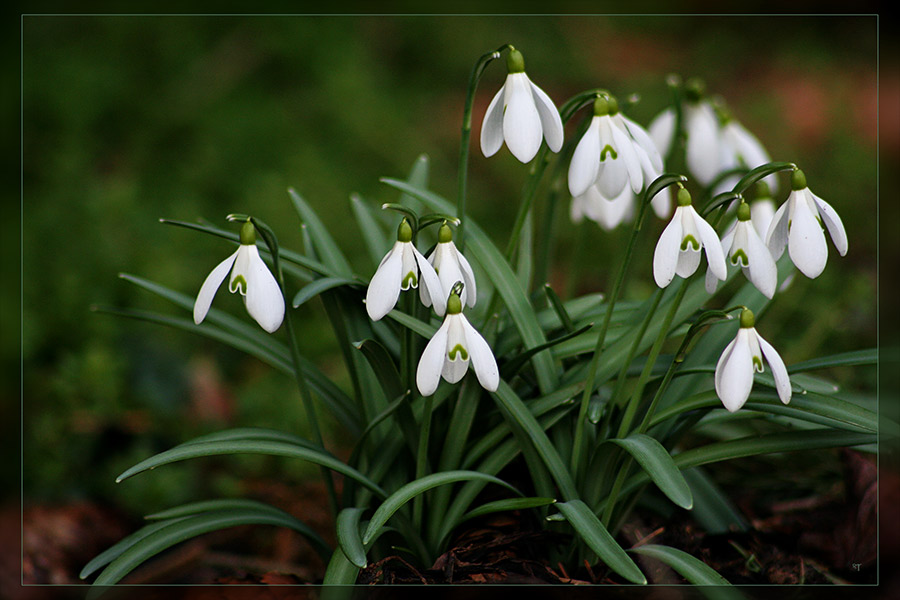 snowdrops