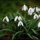 snowdrops