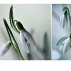 snowdrops