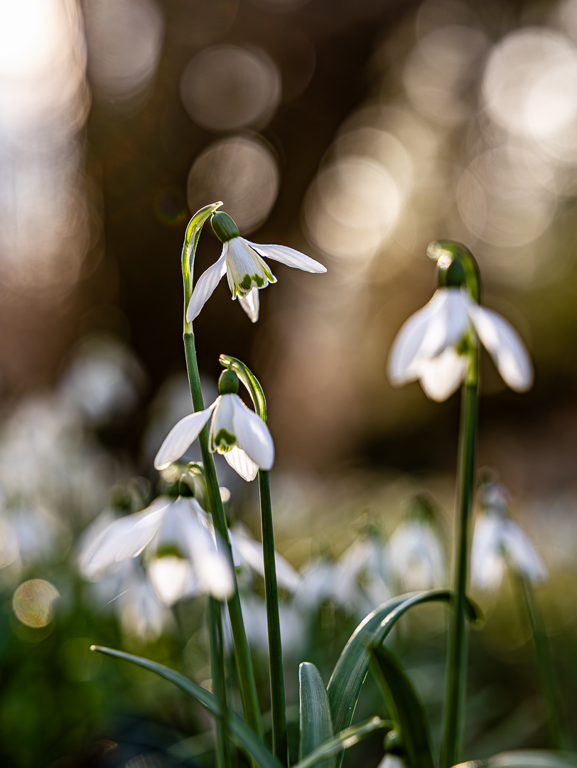 ~ Snowdrops ~