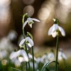 ~ Snowdrops ~