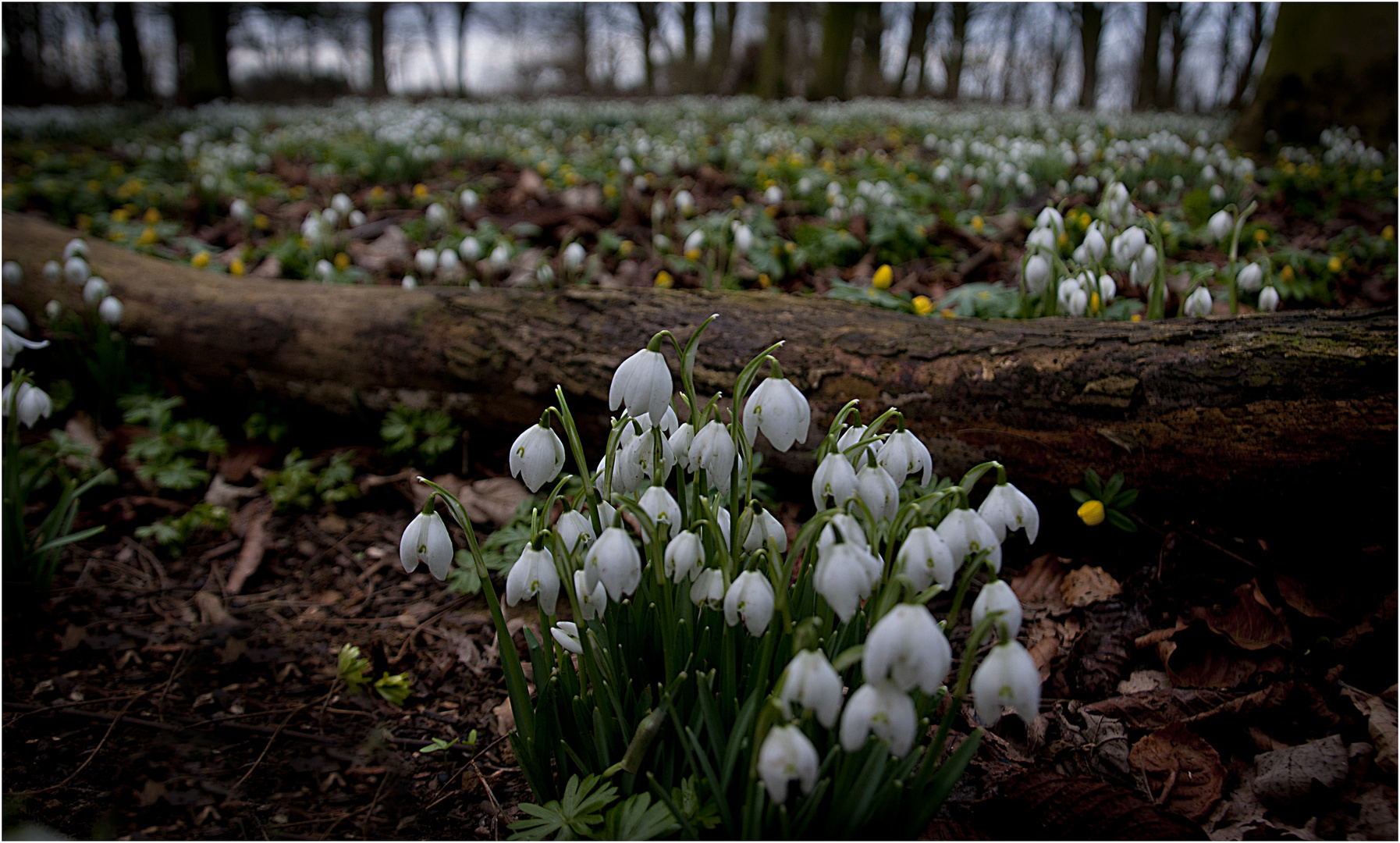 Snowdrops galore