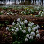 Snowdrops galore