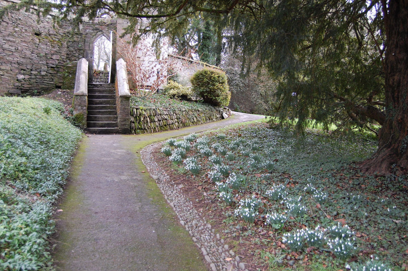 Snowdrops in abundance