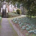 Snowdrops in abundance