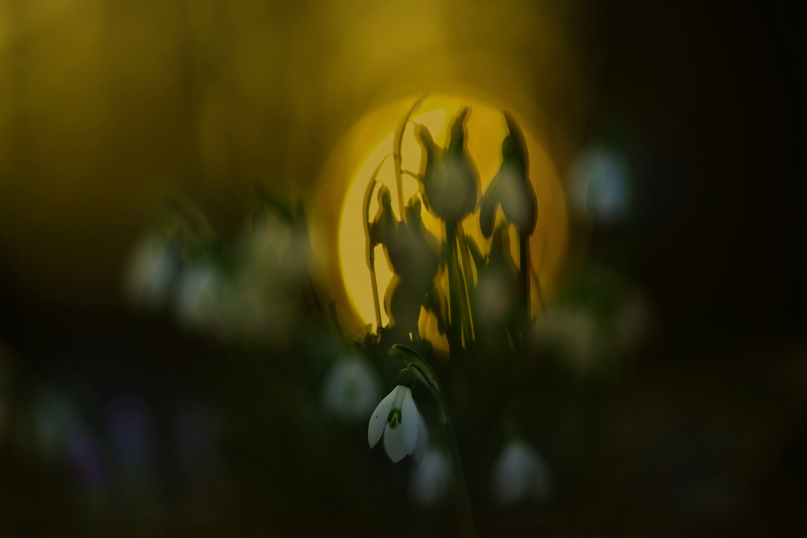 ...-~ snowdrops in last daylight ~-...