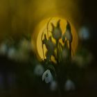 ...-~ snowdrops in last daylight ~-...