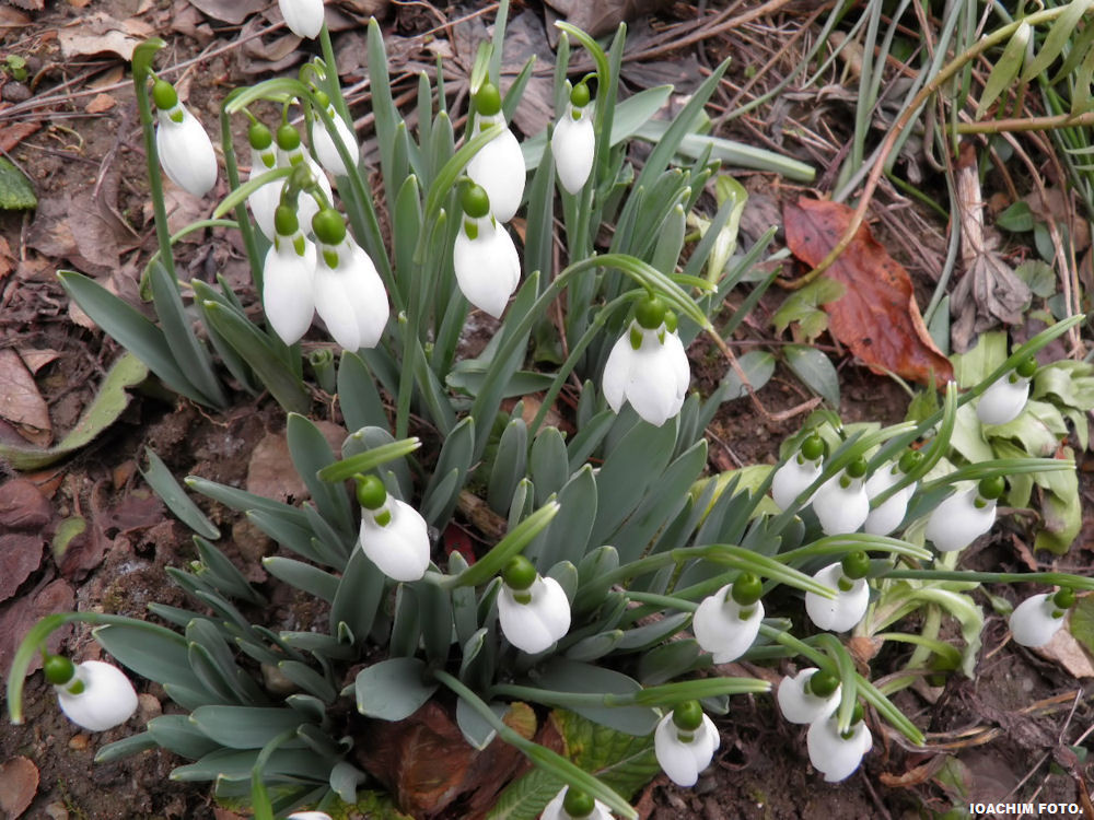 Snowdrops in my garden