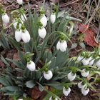 Snowdrops in my garden