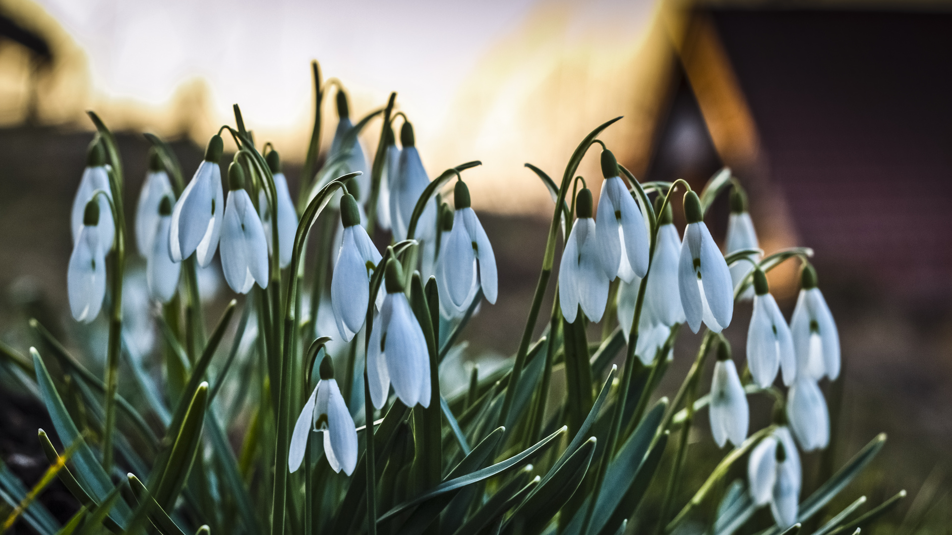 Snowdrops in spring