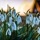 Snowdrops in spring