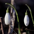 Snowdrops in the evening (Galanthus)