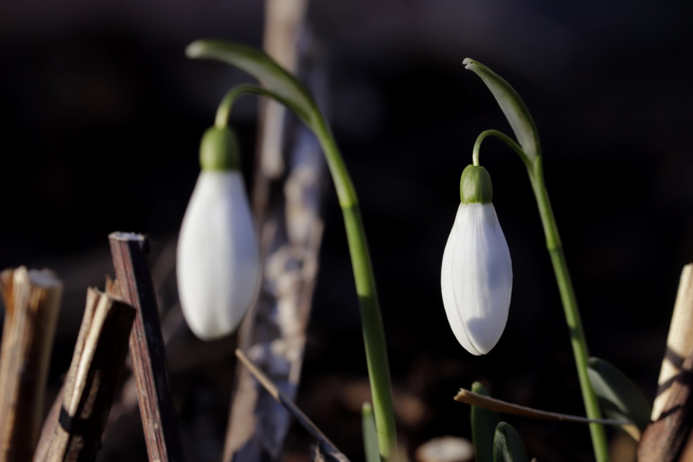 Snowdrops in the evening (Galanthus)