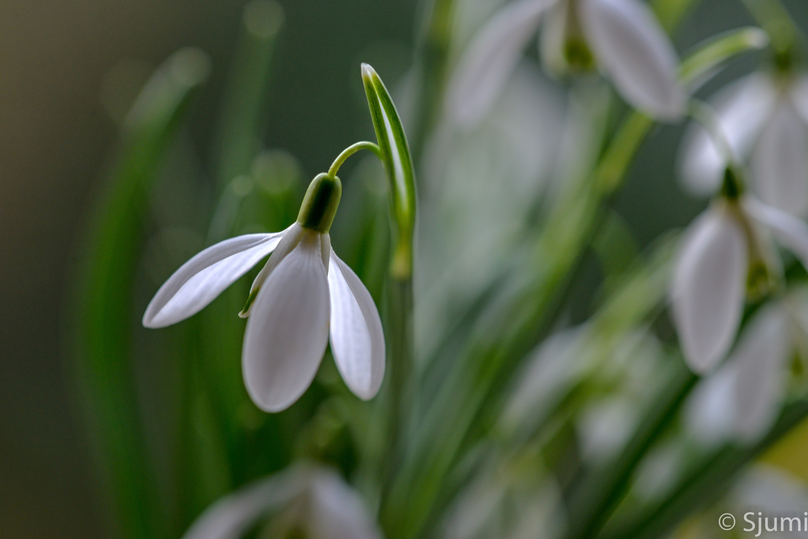 Snowdrops light magic