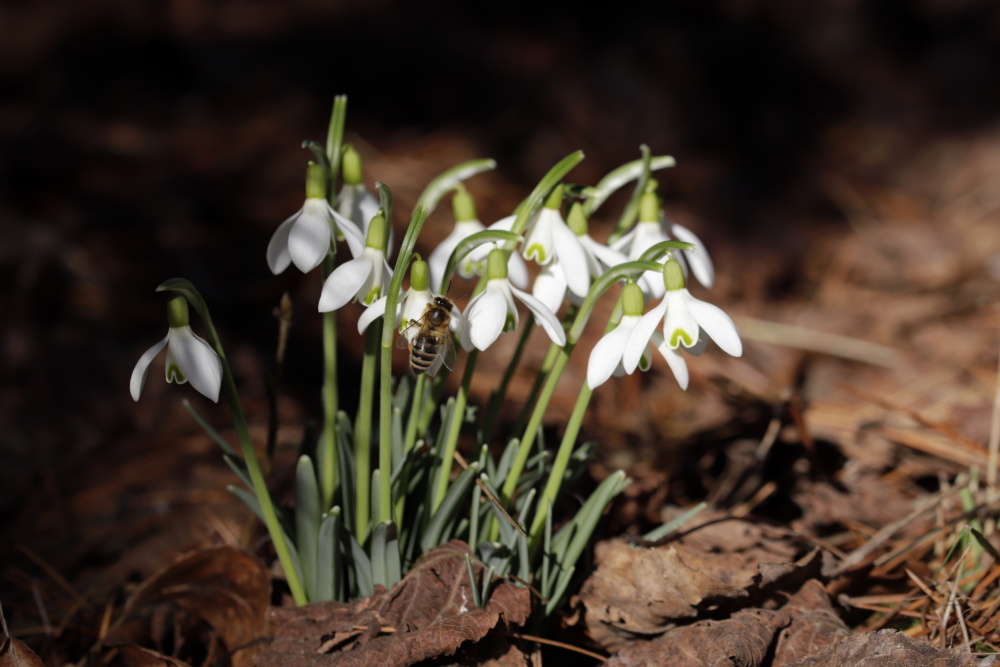 Snowdrops with a bee