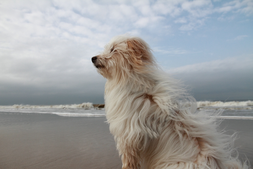 Snowey, unser Strandwächter auf Sylt