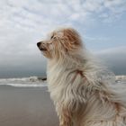 Snowey, unser Strandwächter auf Sylt