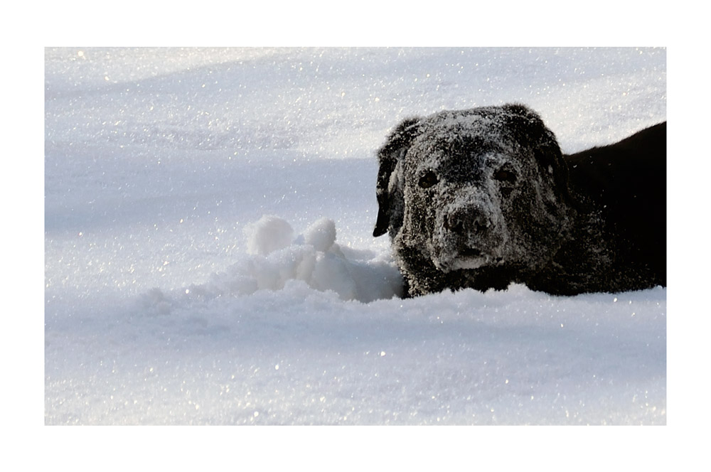 snowface