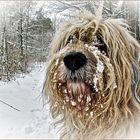 snOwfaCe...