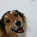 Snowface