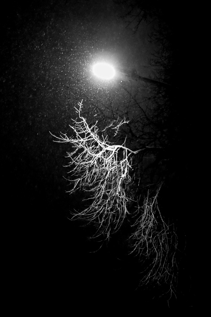 Snowfall at tree branches under the street light