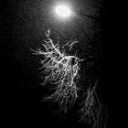 Snowfall at tree branches under the street light