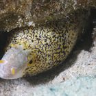 Snowflake moray