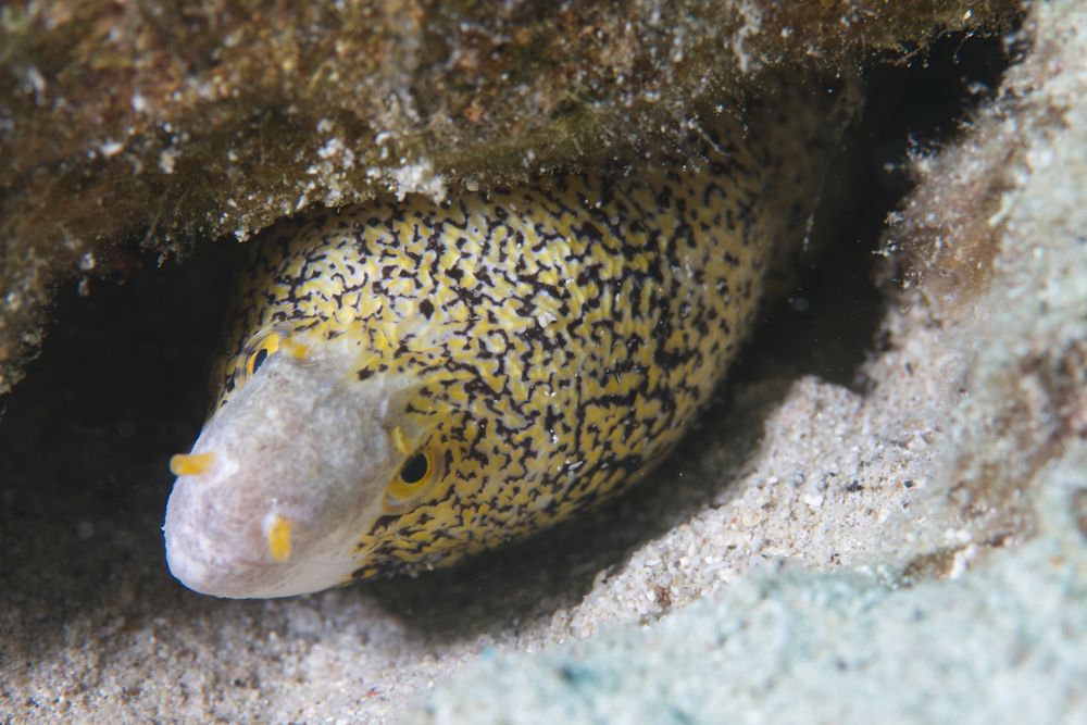 Snowflake moray