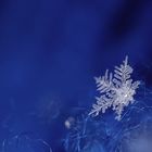 Snowflake on blue