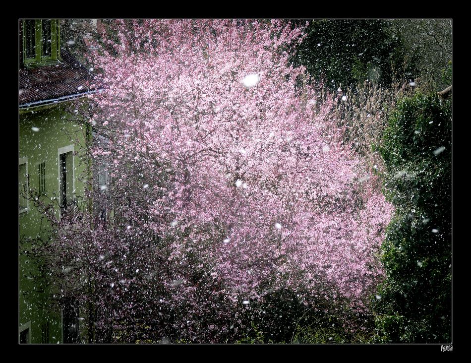 Snowflakes in April